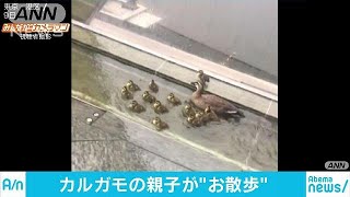 カルガモ親子　きょうは遠出？　テレ朝局内をお散歩(18/05/09)