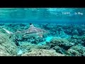 Snorkeling avec les requins - Fakarava