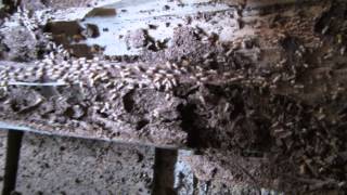 Termites under a house in Upper Mt Gravatt, Brisbane