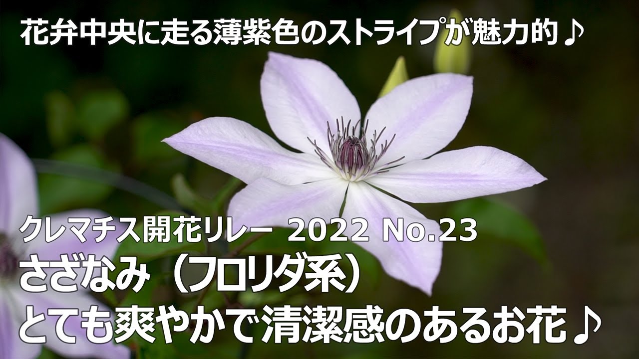 クレマチス開花リレー 2022 No.23】 さざなみ（フロリダ系） - YouTube