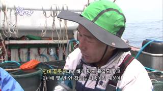 [HIT] 6 O'Clock My Hometown - The Pride of the Fish Market! Firefly Squid 1. 05/20/2015
