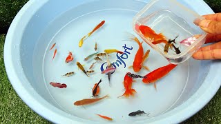 stocking aquariums of guppies in aquariums - Cute animal videos