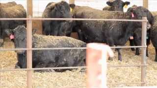 Calving Under Roof: A Farmer's Perspective