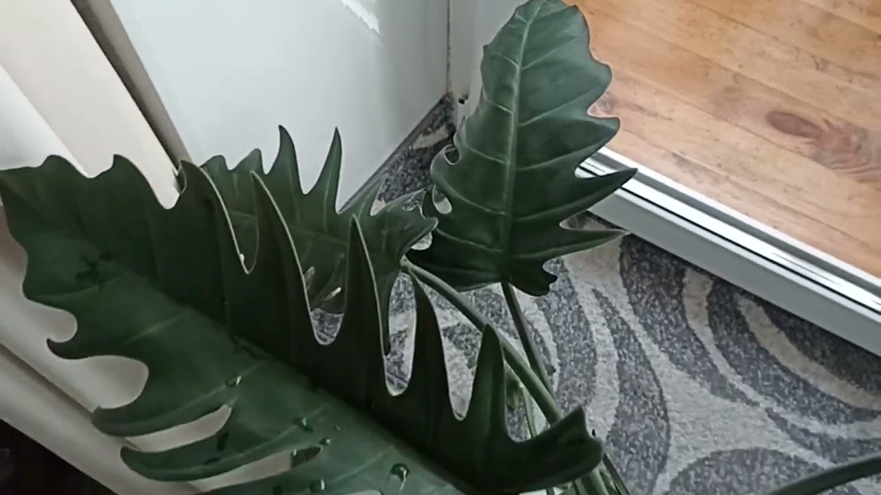 Комнатные Растения. Коллекция Филодендронов 