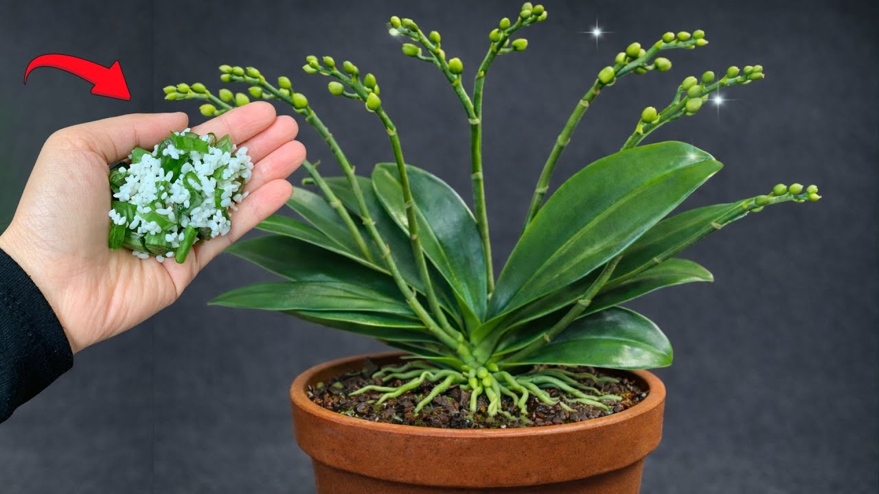 Just This One Thing! Orchids with No Flowers Suddenly Bloom