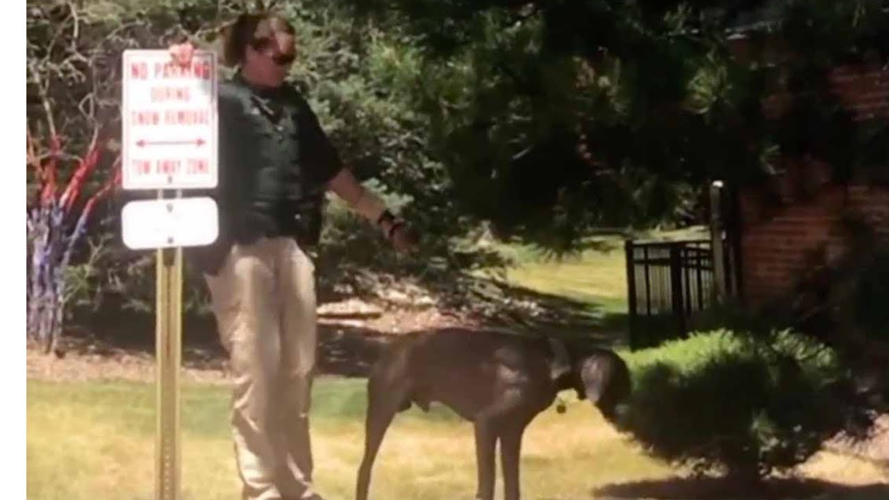 After This Woman Saw A Dog Trapped In A Hot Car, A Cop Immediately Came ...