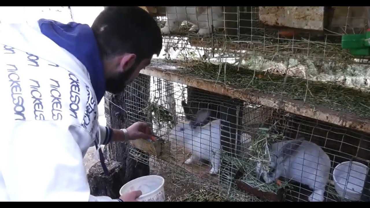 Ճագարաբուծությունը Սամվելի համար նոր կյանքի բիզնես մեկնարկը դարձավ