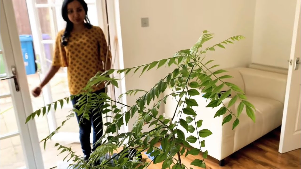 Curry leaf Plant care and growth in cold weather UK🇬🇧