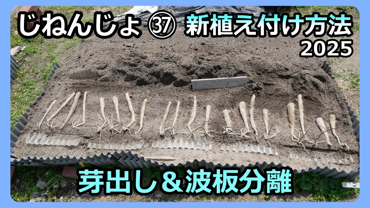 【楽々】自然薯ななめ栽培 ㊲新・植え付け 初芽出し＆波板分離