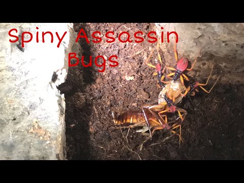 Psytalla Horrida Nymphs Feeding