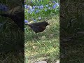 Die Amsel fand einen Wurm. #Amsel #Nature #germanyvibes