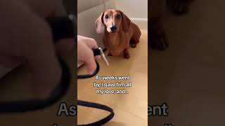 He found a new home ❤️ #animals #wholesome