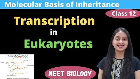 Transcription in Eukaryotes | Class 12 | Molecular basis of Inheritance
