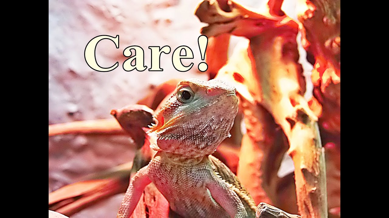 lizard skin grips Baby Bearded Dragon Care/SuperSlomo feeding