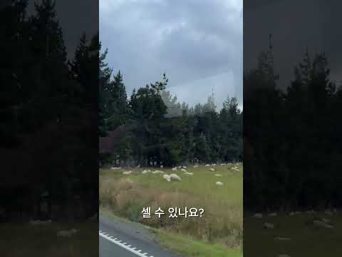 뉴질랜드 양은 대체 몇 마리일까?