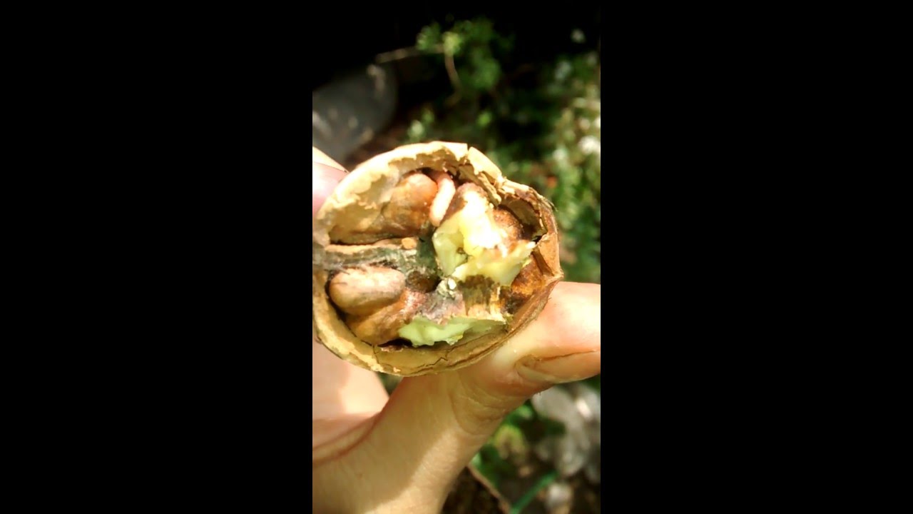 gusanos de nuez