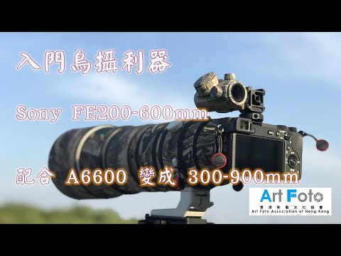 【攝影教學 #67】Sony FE200-600mm 入門鳥攝利器 (配合Sony A6600， 用900mm影雀) (CC 中文字幕)- Alex Fung FRPS, GMPSA, EFIAP/p