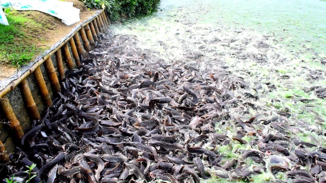 Amazing Fish Eating Food in Farming Business || Fish Farming Business
