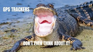 This GPS Tag On An Alligator Revealed The Craziest Behavior!