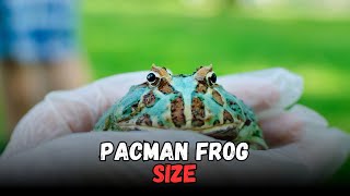 Pacman Frog Size Guide: Buying Cost, Diet & Complete Beginner Care Sheet Explained