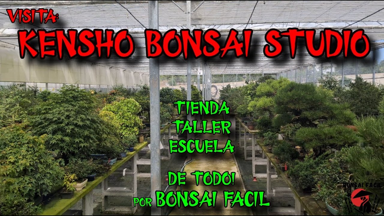 Visita a Kensho Bonsai Studio & código descuento!