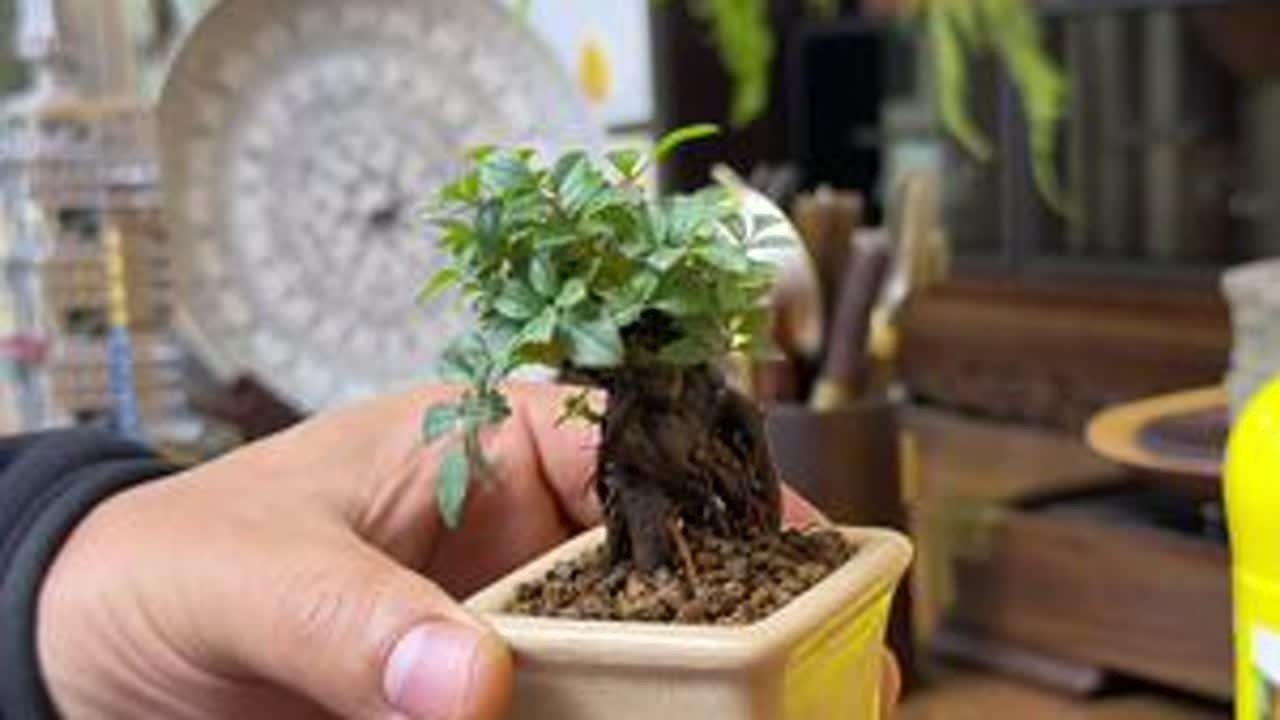 拇指盆景花季前追肥