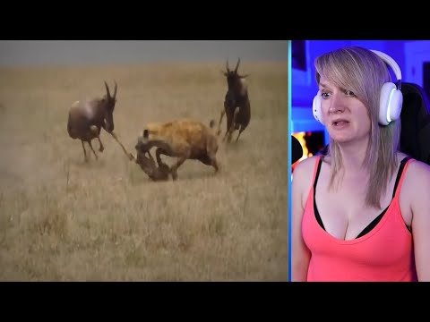 15 Merciless Moments When Angry Hyenas And Wild Dogs Ate Their Prey Alive Part 2 | Pets House