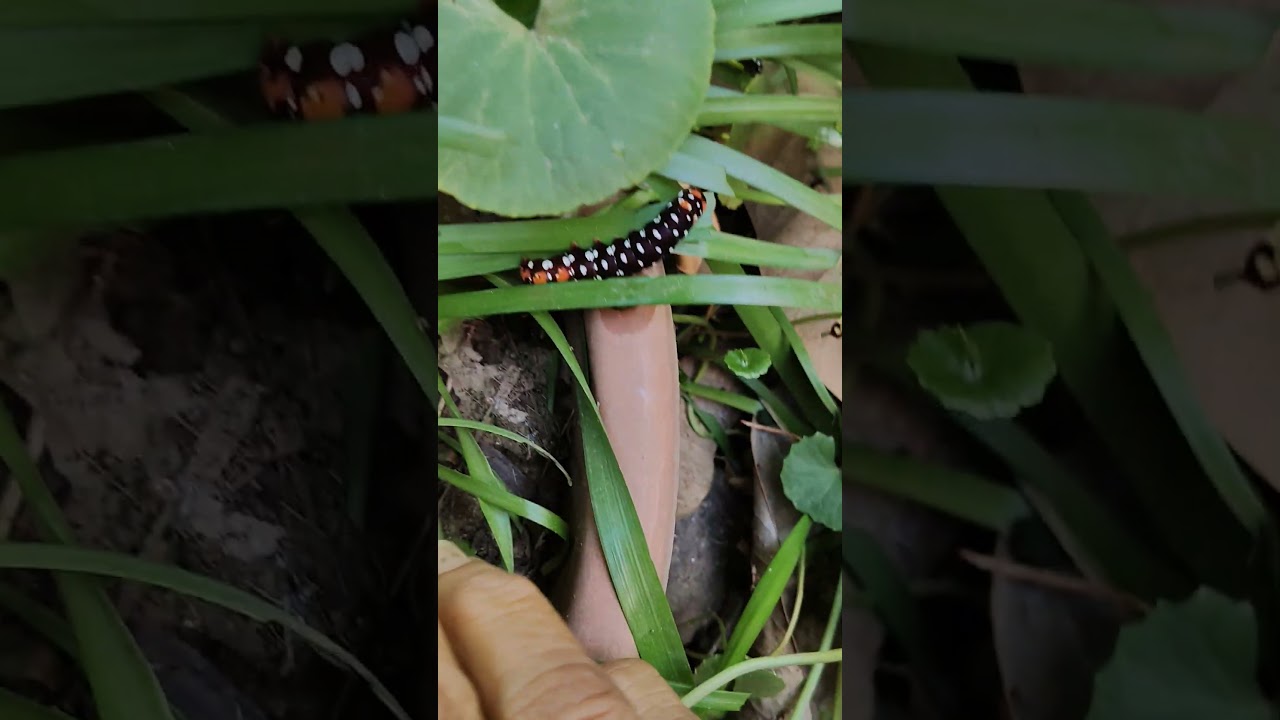 કુદરત ના રંગો - Beautiful Nature કાળી કેસરી રંગ ની ઈયળ