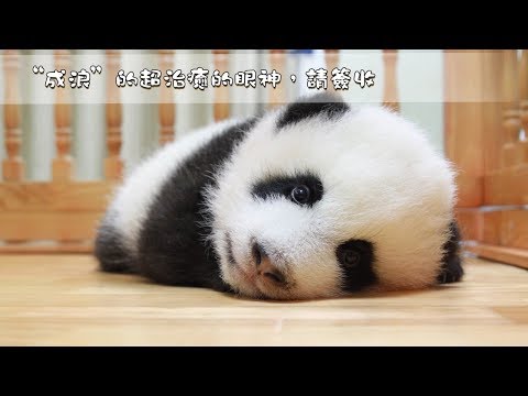 《熊貓早晚安》“成浪”給你超治癒的眼神 | iPanda熊貓頻道
