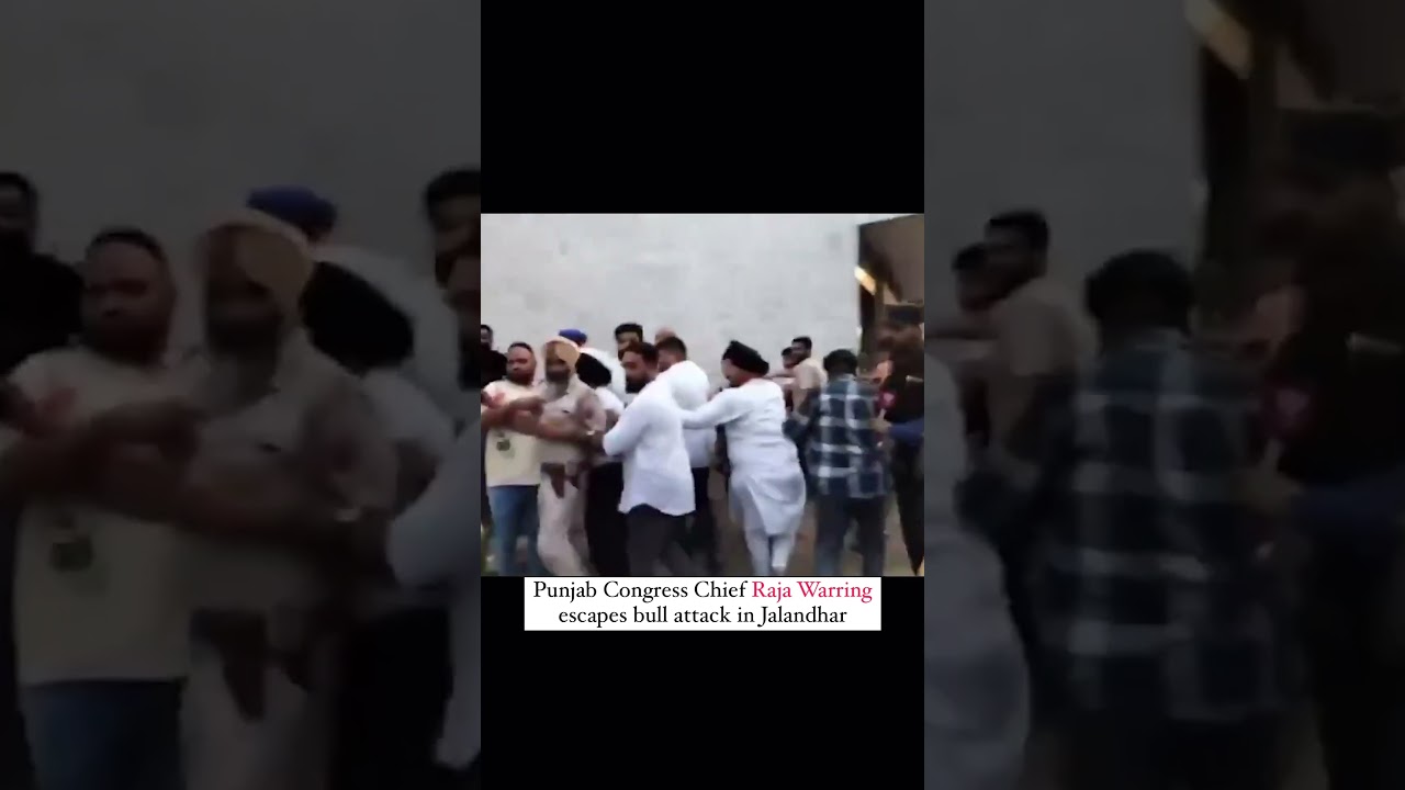 Punjab Congress Chief Raja Warring escapes bull aatack in jalandhar