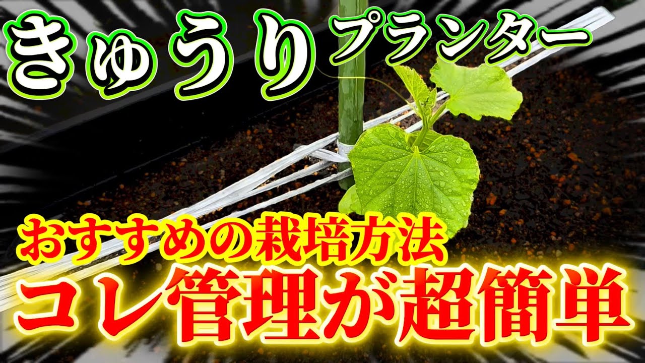 Cucumbers] This is the only way to grow them in planters! I'll