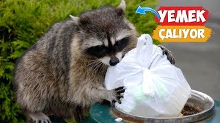 Thief Raccoons Stealing Food Compilation! | [2018 Compilation] by Numan Gürsoy 41,641 views 5 years ago 7 minutes, 31 seconds