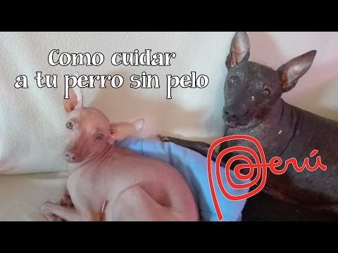 Video: Cómo Cuidar A Un Perro Calvo