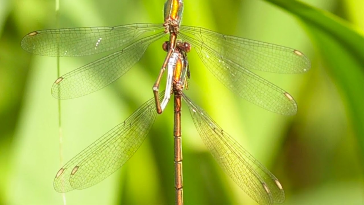 LAVANDERA BOYERA BUSCA
