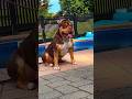 Pitbull puppy🐶 transformation 💥 #shorts #viral #trending