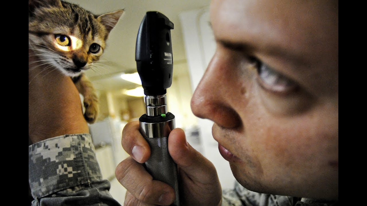 Veterinarian In Dallas Dallas Vet YouTube