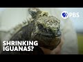 Marine Iguanas: Adaptations and Research