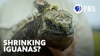 Is Climate Change Making Iguanas Shrink? 🦎 | Evolution Earth | PBS