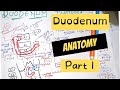 Duodenum anatomy  part 1