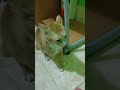 Mama Eks Sam bersama kucingnya yg semangat sama yg si ceria
