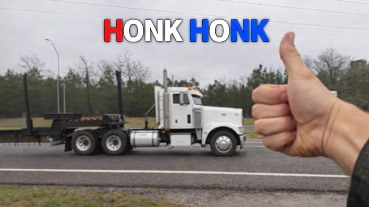 LIVE: LONGHORN AND HORSES