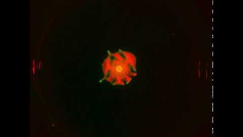 The Ultimate Guide to Bacterial Swarming: Supplemental Video 4