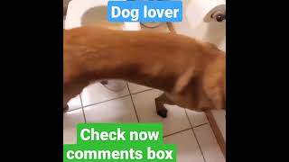 funny dog shorts #usavidio #dogusa