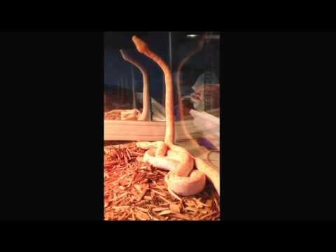 When I first bought my 2 burmese pythons I know how big they can get and what to expect