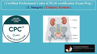 | Certified Professional Coder (CPC)® certification Exam Prep | 1. Surgery | Urinary System |