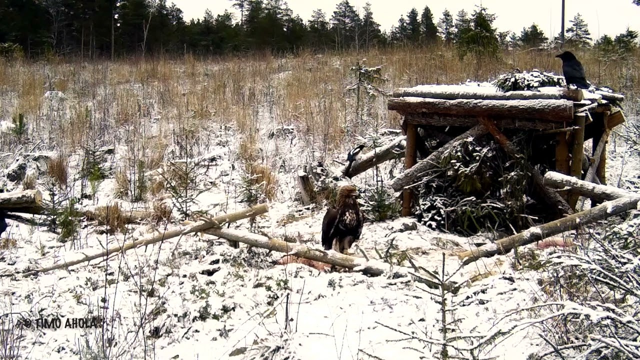 Maakotka ja Merikotka