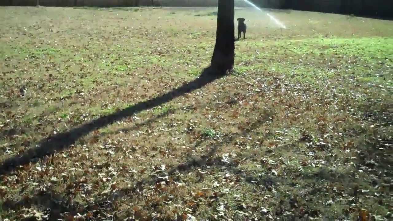 Modifying your dogs play style - Redeeming Dogs