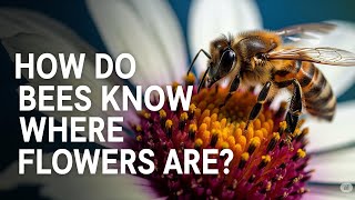 Famous How Do Bees Find Flowers? The Secret Is Stunning Net Worth