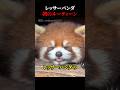 レッサーパンダの朝のルーティーン