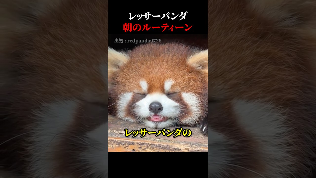 レッサーパンダの朝のルーティーン